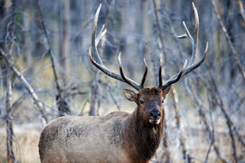 Wildlife Yellowstone<br>NIKON D4, 500 mm, 5600 ISO,  1/500 sec,  f : 4.5 